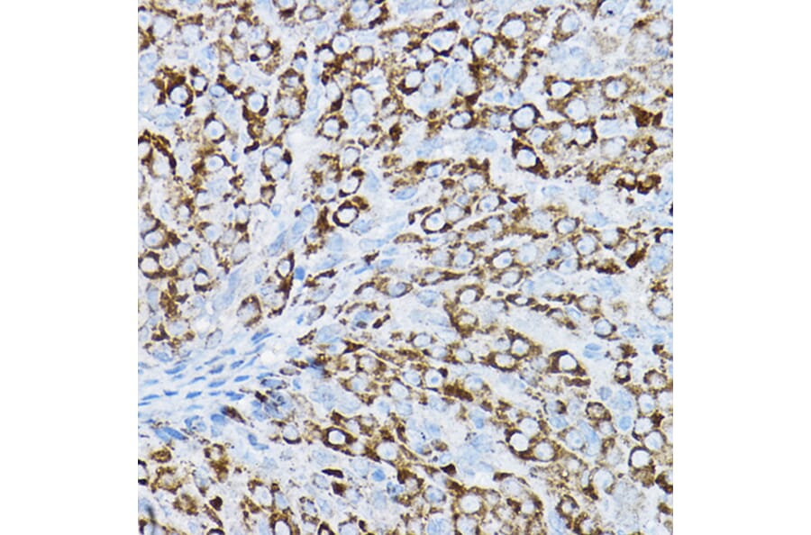 Immunohistochemistry - Anti-P2Y14 Antibody (A16099) - Antibodies.com