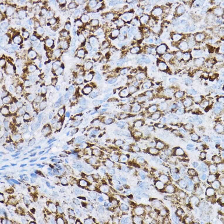 Immunohistochemistry - Anti-P2Y14 Antibody (A16099) - Antibodies.com