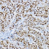 Immunohistochemistry - Anti-P2Y14 Antibody (A16099) - Antibodies.com