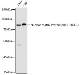 Western Blot - Anti-Nuclear Matrix Protein p84 Antibody (A16100) - Antibodies.com