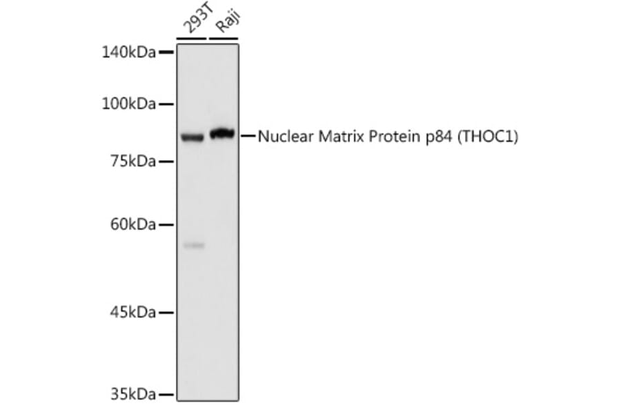 Western Blot - Anti-Nuclear Matrix Protein p84 Antibody (A16100) - Antibodies.com