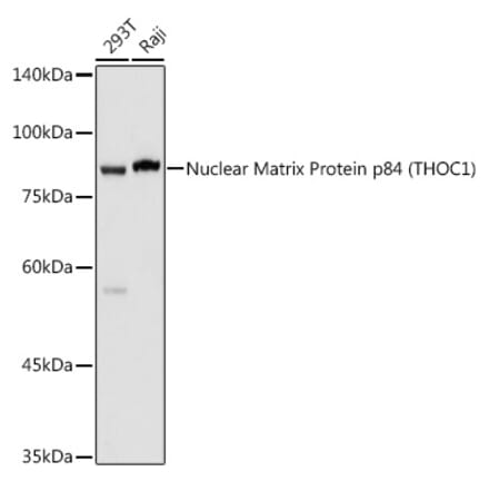 Western Blot - Anti-Nuclear Matrix Protein p84 Antibody (A16100) - Antibodies.com