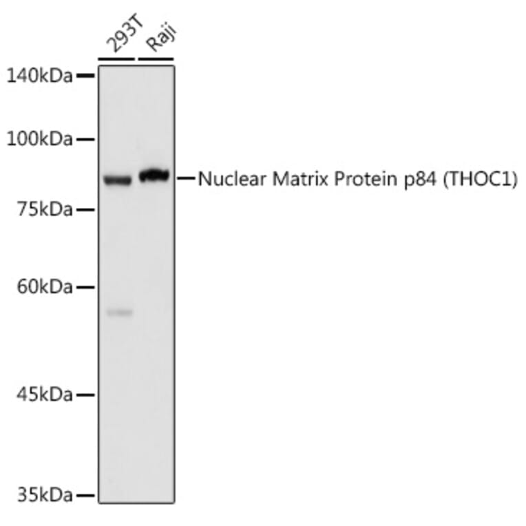 Western Blot - Anti-Nuclear Matrix Protein p84 Antibody (A16100) - Antibodies.com