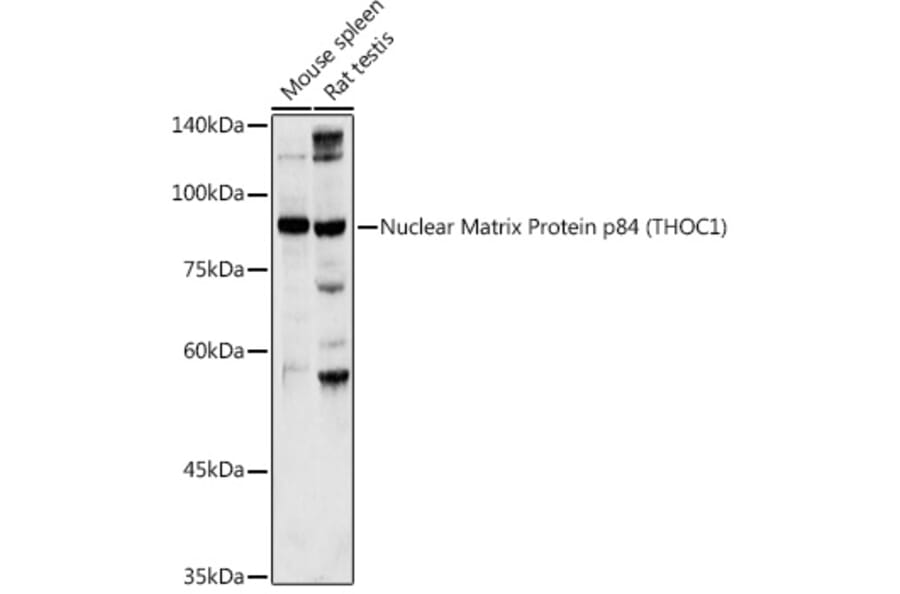 Western Blot - Anti-Nuclear Matrix Protein p84 Antibody (A16100) - Antibodies.com
