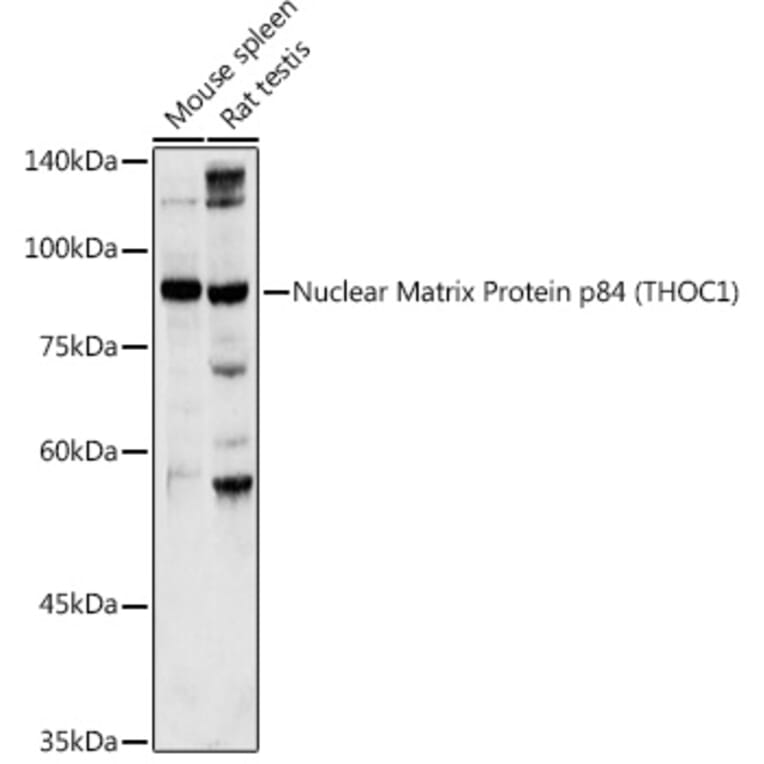 Western Blot - Anti-Nuclear Matrix Protein p84 Antibody (A16100) - Antibodies.com