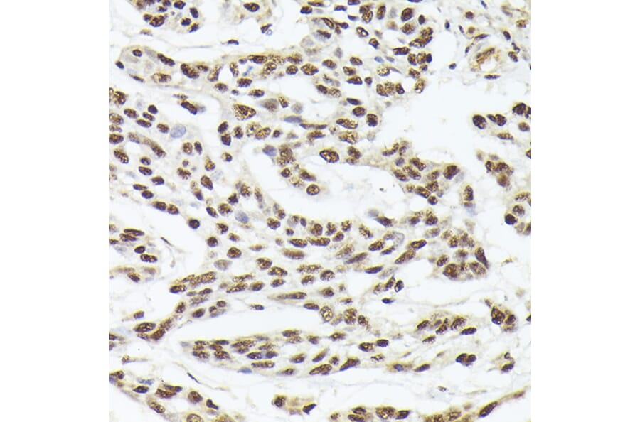 Immunohistochemistry - Anti-Nuclear Matrix Protein p84 Antibody (A16100) - Antibodies.com