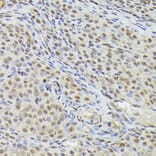 Immunohistochemistry - Anti-Nuclear Matrix Protein p84 Antibody (A16100) - Antibodies.com