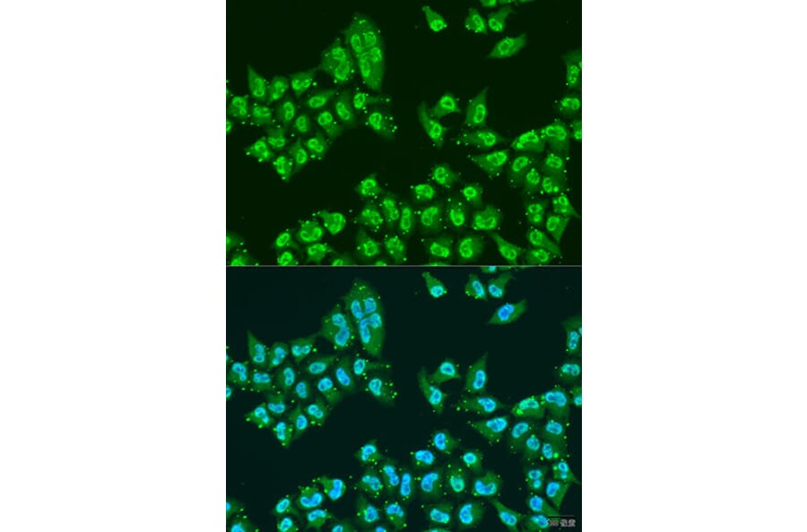 Immunofluorescence - Anti-Nuclear Matrix Protein p84 Antibody (A16100) - Antibodies.com