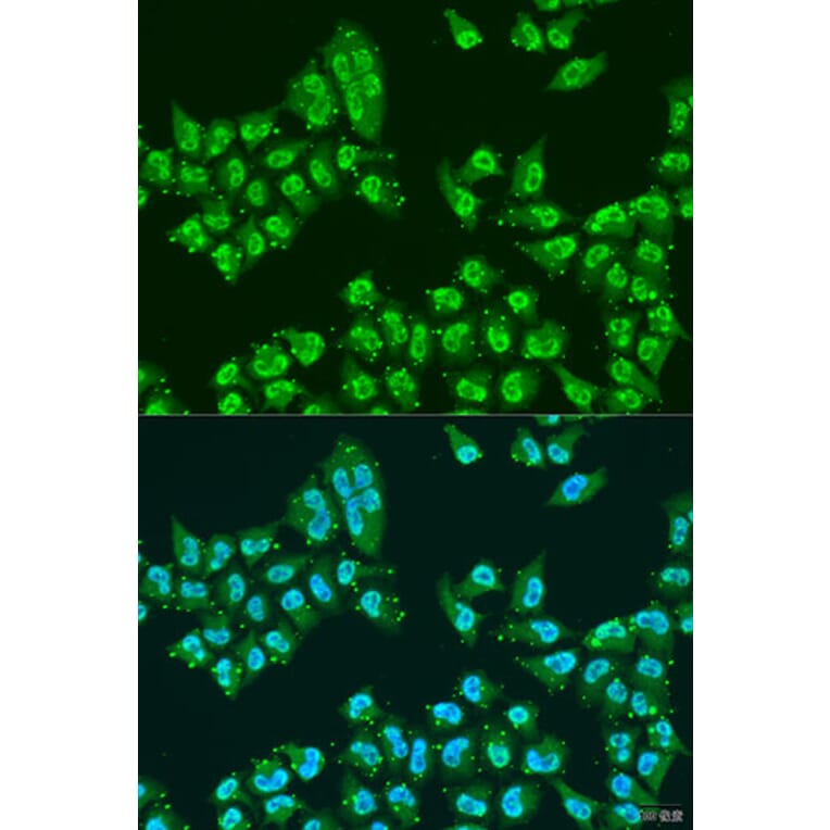 Immunofluorescence - Anti-Nuclear Matrix Protein p84 Antibody (A16100) - Antibodies.com