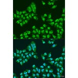 Immunofluorescence - Anti-Nuclear Matrix Protein p84 Antibody (A16100) - Antibodies.com