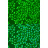 Immunofluorescence - Anti-SLC12A6 Antibody (A8180) - Antibodies.com