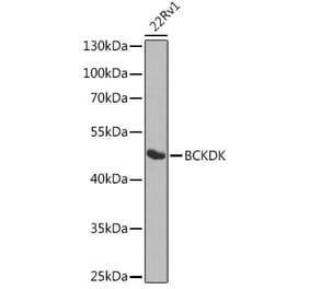 Western Blot - Anti-BCKDK Antibody (A16104) - Antibodies.com