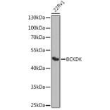 Western Blot - Anti-BCKDK Antibody (A16104) - Antibodies.com