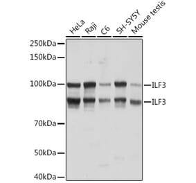 Western Blot - Anti-ILF3 Antibody [ARC1438] (A16105) - Antibodies.com