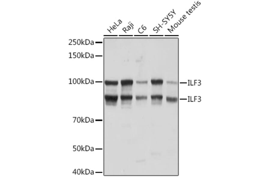 Western Blot - Anti-ILF3 Antibody [ARC1438] (A16105) - Antibodies.com