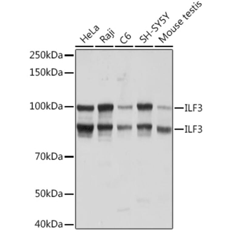 Western Blot - Anti-ILF3 Antibody [ARC1438] (A16105) - Antibodies.com