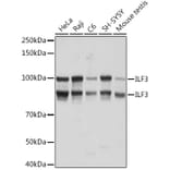 Western Blot - Anti-ILF3 Antibody [ARC1438] (A16105) - Antibodies.com