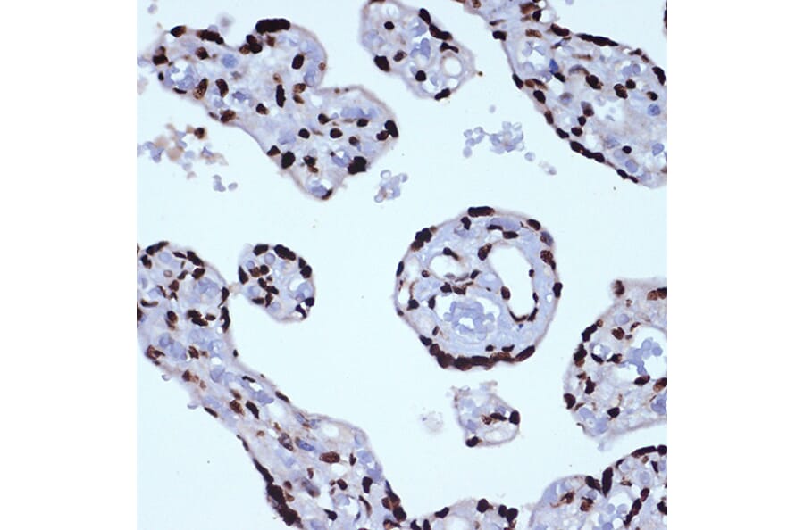 Immunohistochemistry - Anti-ILF3 Antibody [ARC1438] (A16105) - Antibodies.com