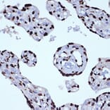 Immunohistochemistry - Anti-ILF3 Antibody [ARC1438] (A16105) - Antibodies.com