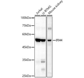 Western Blot - Anti-IFI44 Antibody (A16106) - Antibodies.com