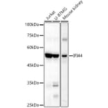 Western Blot - Anti-IFI44 Antibody (A16106) - Antibodies.com