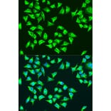 Immunofluorescence - Anti-MT-ATP6 Antibody (A16108) - Antibodies.com