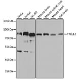 Western Blot - Anti-TTLL12 Antibody (A8197) - Antibodies.com
