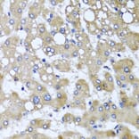 Immunohistochemistry - Anti-TTLL12 Antibody (A8197) - Antibodies.com