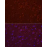 Immunofluorescence - Anti-SYT11 Antibody (A16111) - Antibodies.com