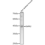 Western Blot - Anti-DAPK2 Antibody (A16112) - Antibodies.com