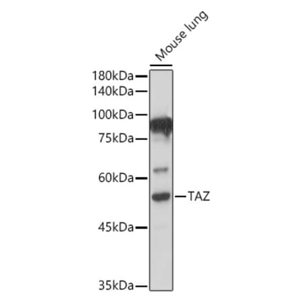 Western Blot - Anti-TAZ Antibody (A16113) - Antibodies.com