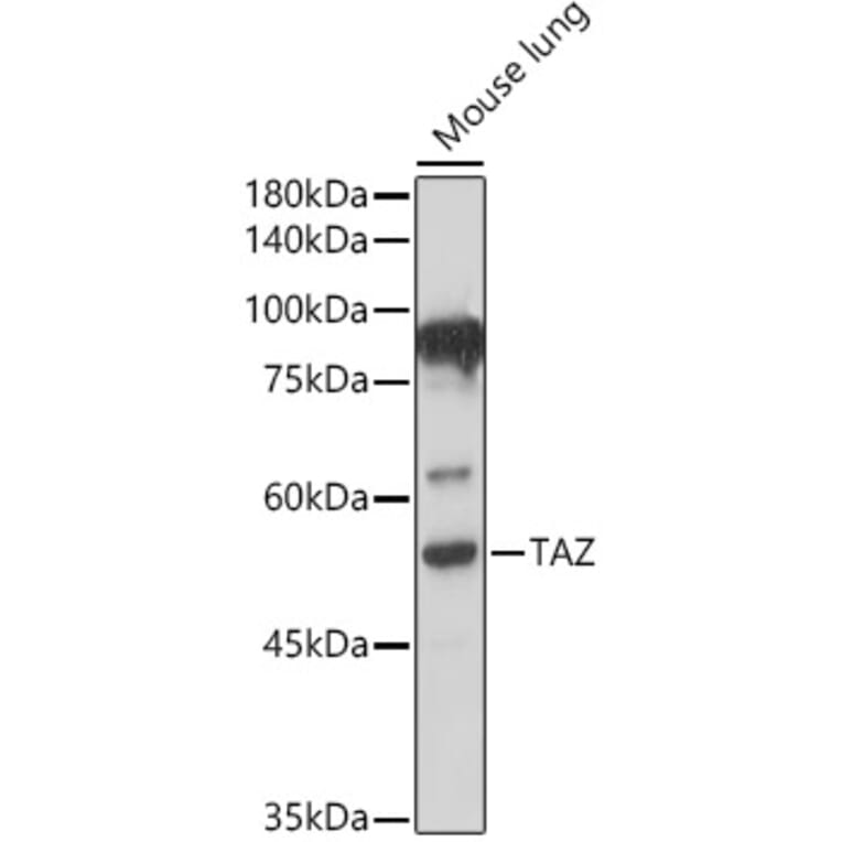 Western Blot - Anti-TAZ Antibody (A16113) - Antibodies.com