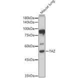 Western Blot - Anti-TAZ Antibody (A16113) - Antibodies.com