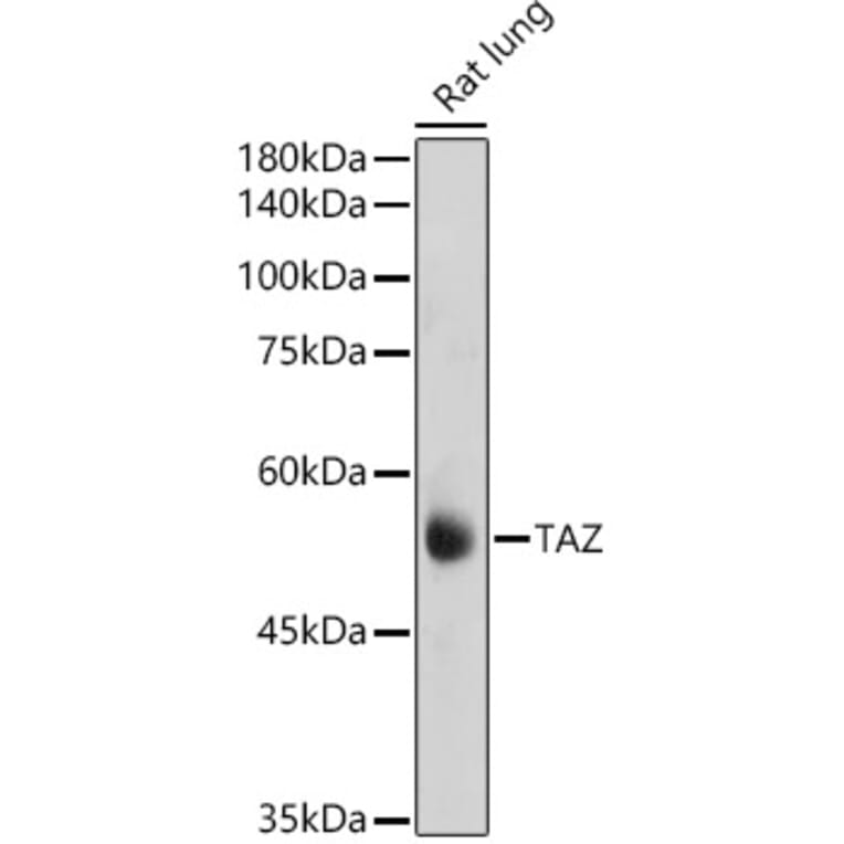 Western Blot - Anti-TAZ Antibody (A16113) - Antibodies.com