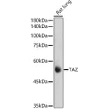 Western Blot - Anti-TAZ Antibody (A16113) - Antibodies.com