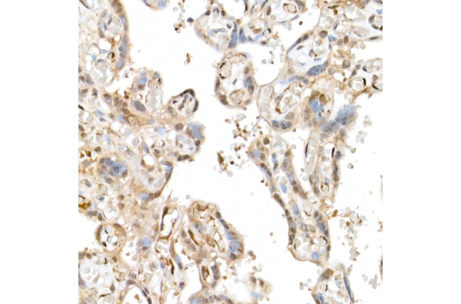 Immunohistochemistry - Anti-TAZ Antibody (A16113) - Antibodies.com