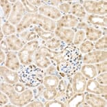 Immunohistochemistry - Anti-TAZ Antibody (A16113) - Antibodies.com