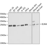 Western Blot - Anti-IL36 alpha/IL-1F6 Antibody (A16115) - Antibodies.com