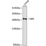 Western Blot - Anti-Ninein/NIN Antibody (A16118) - Antibodies.com