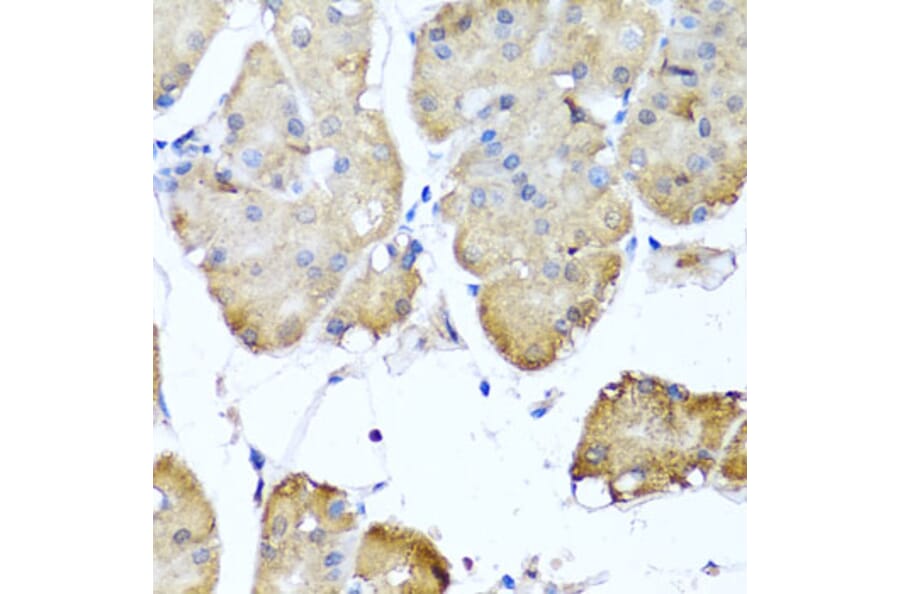 Immunohistochemistry - Anti-Ninein/NIN Antibody (A16118) - Antibodies.com