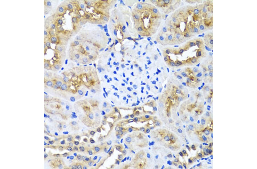 Immunohistochemistry - Anti-Ninein/NIN Antibody (A16118) - Antibodies.com