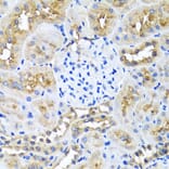 Immunohistochemistry - Anti-Ninein/NIN Antibody (A16118) - Antibodies.com
