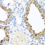 Immunohistochemistry - Anti-Ninein/NIN Antibody (A16118) - Antibodies.com