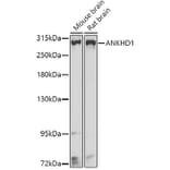 Western Blot - Anti-ANKHD1 Antibody (A16119) - Antibodies.com