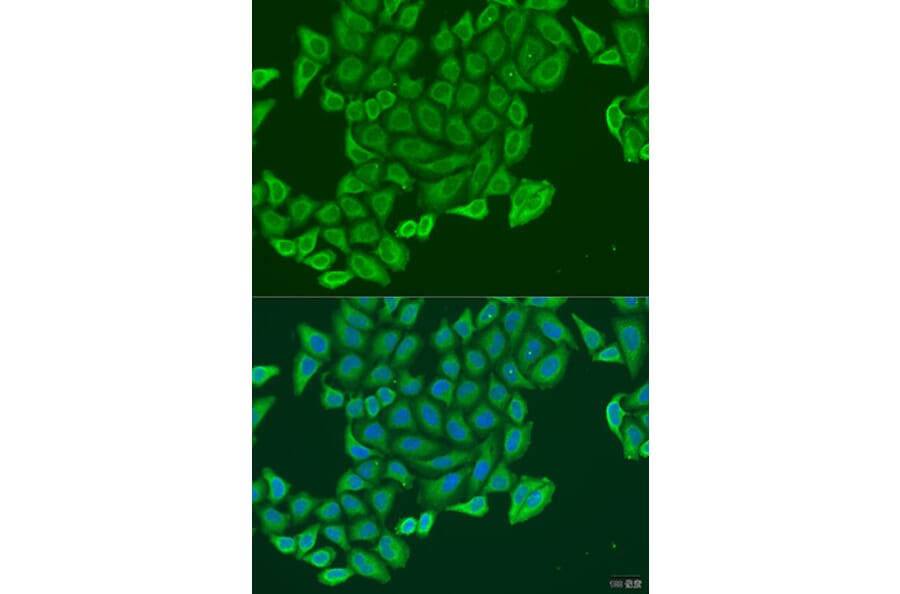 Immunofluorescence - Anti-EXOC2 Antibody (A8235) - Antibodies.com