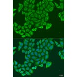 Immunofluorescence - Anti-EXOC2 Antibody (A8235) - Antibodies.com
