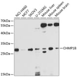 Western Blot - Anti-CHMP1B Antibody (A16123) - Antibodies.com
