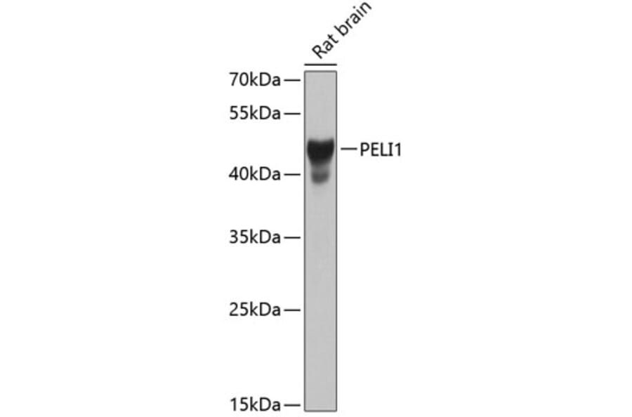 Western Blot - Anti-Pellino 1 Antibody (A16124) - Antibodies.com