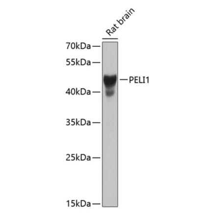 Western Blot - Anti-Pellino 1 Antibody (A16124) - Antibodies.com