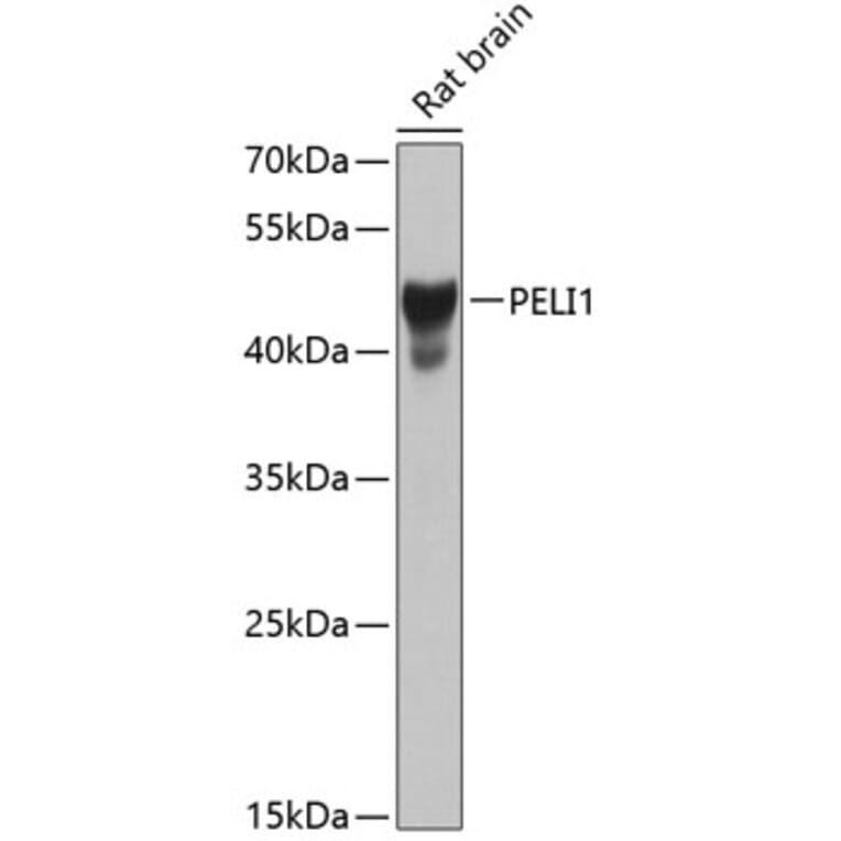 Western Blot - Anti-Pellino 1 Antibody (A16124) - Antibodies.com